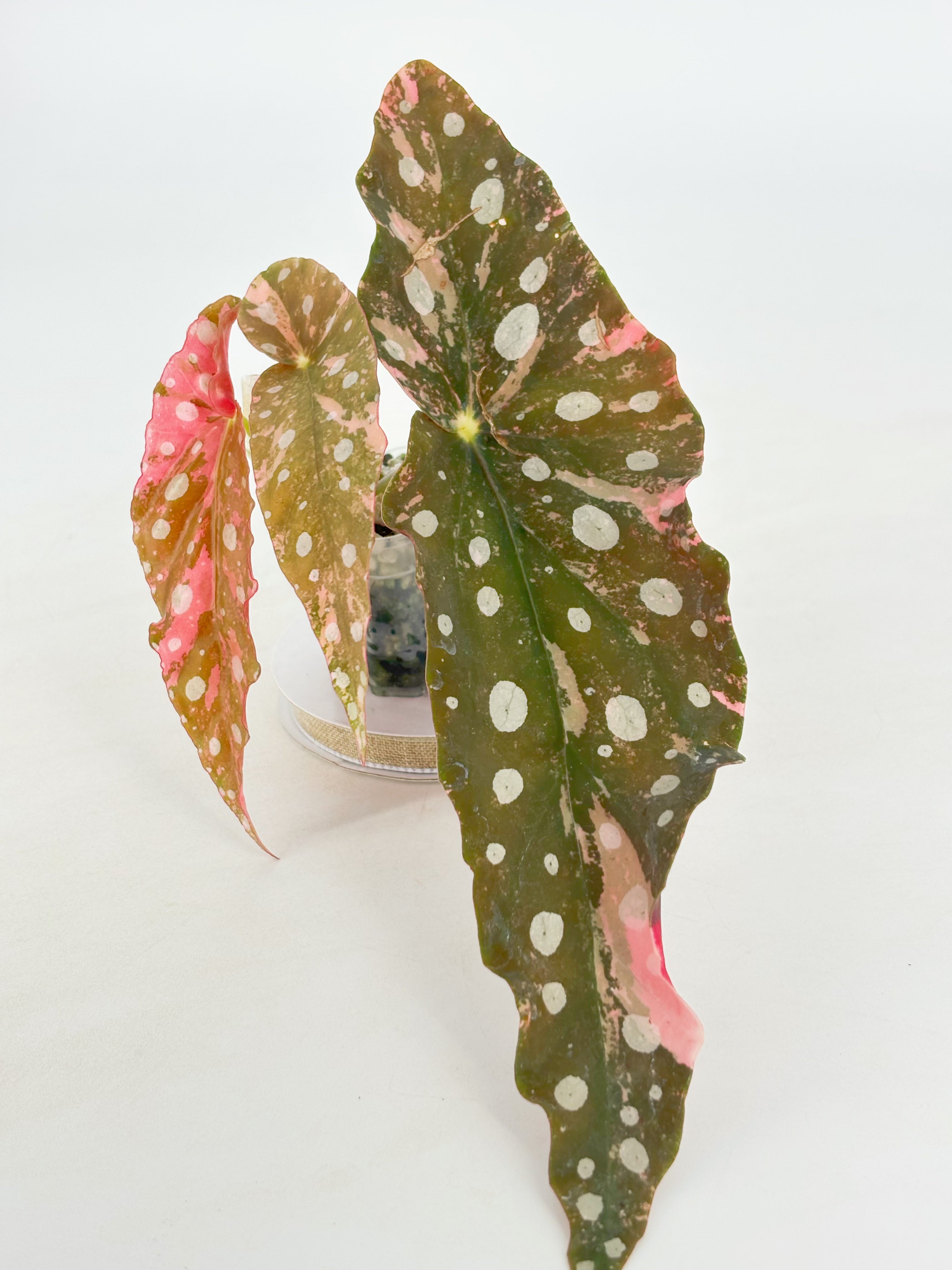 Begonia Maculata Pink@BC Warehouse