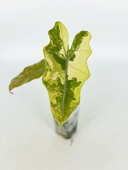 Alocasia Pseudo Sanderiana Var @BC Warehouse