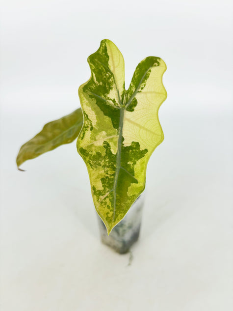 Alocasia Pseudo Sanderiana Var @BC Warehouse