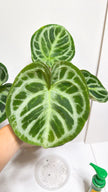 Anthurium Dorayaki Silver XL@Markham Warehouse *GTA Delivery & Pick Up Only*