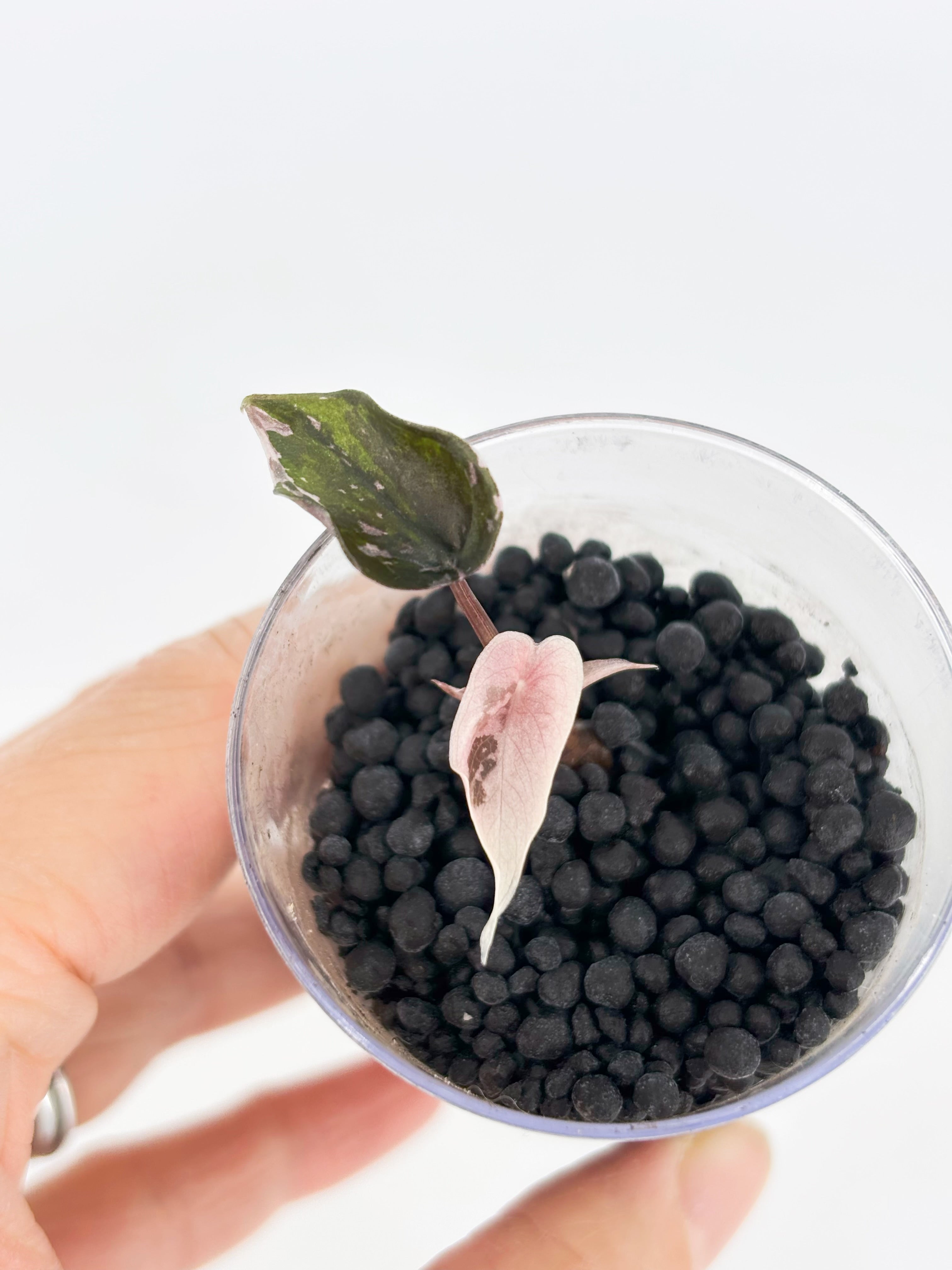 Alocasia Combo (Chantrieri Pink & Dragon Scale Albo)