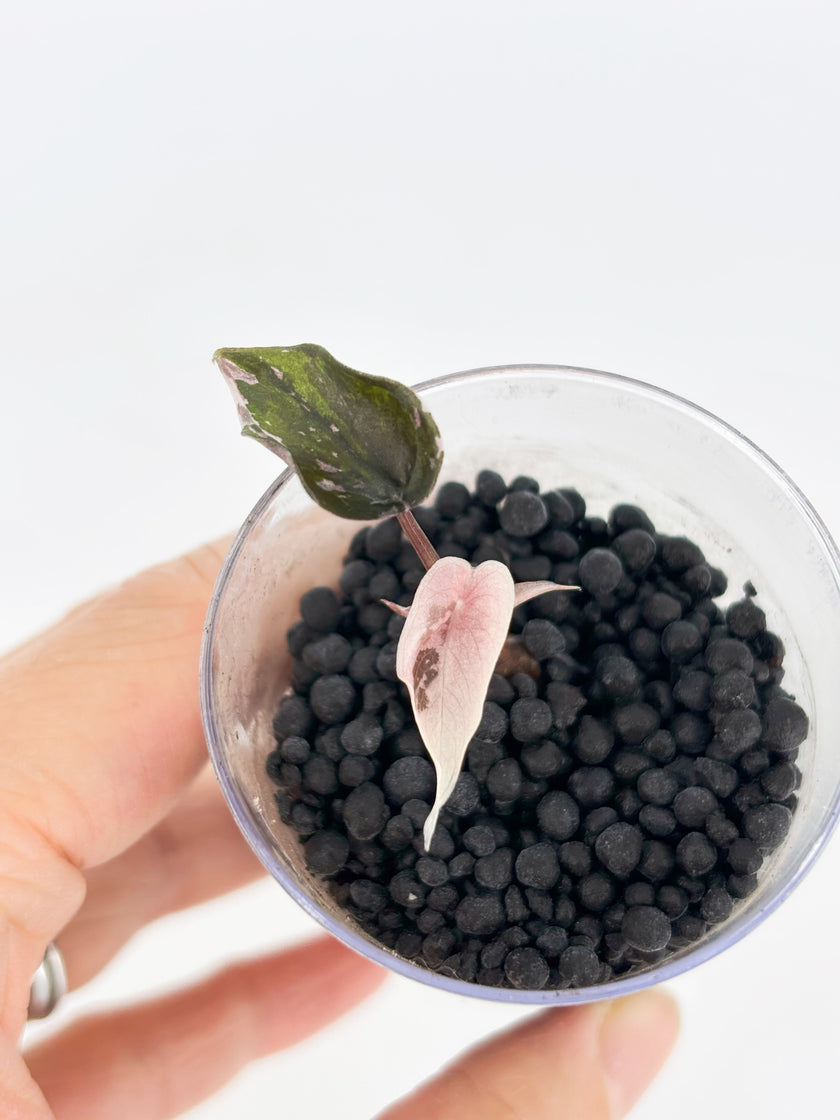 Alocasia Combo (Chantrieri Pink & Dragon Scale Albo)