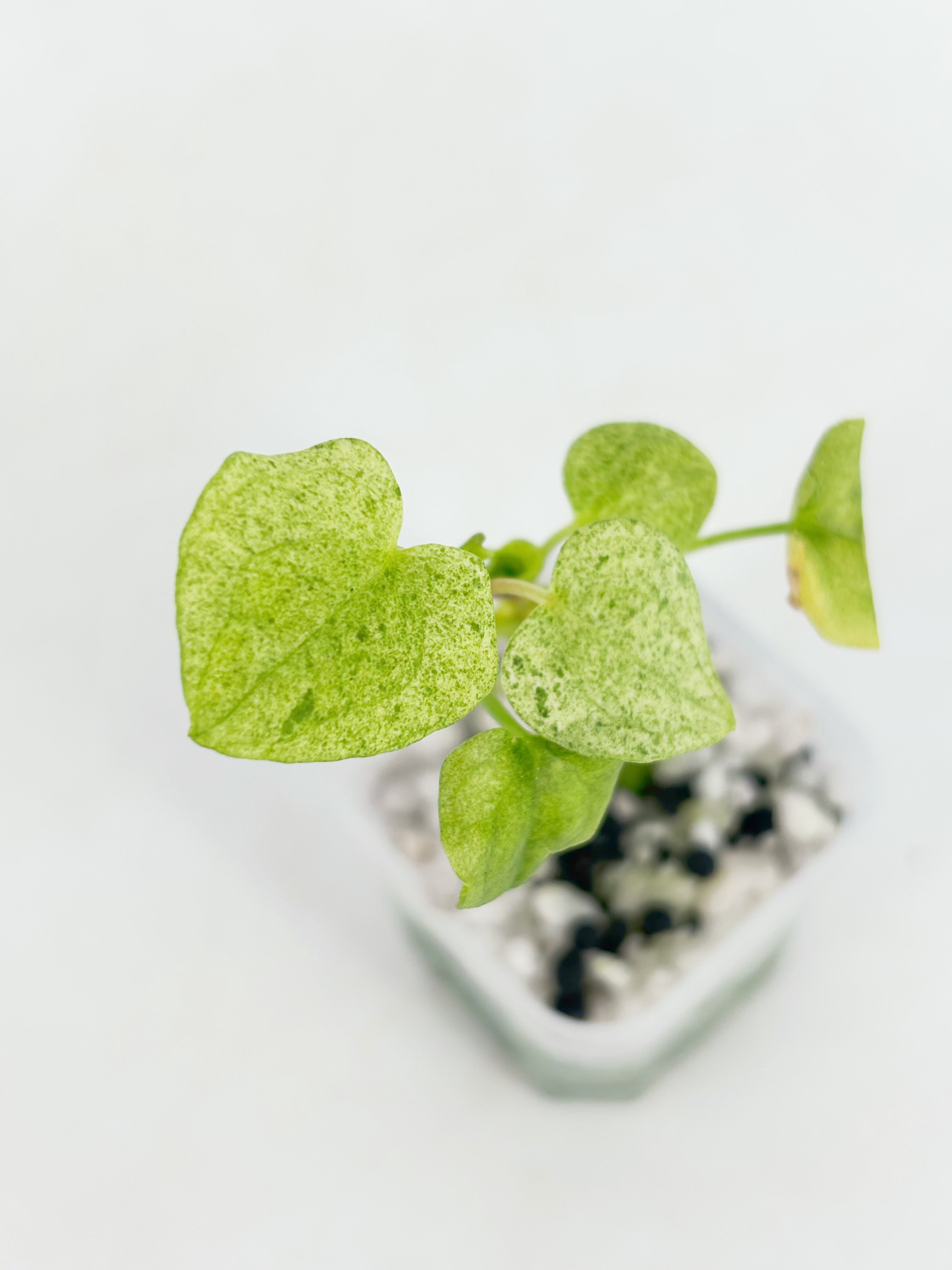 Anthurium Dark Phoenix Mint@BC Warehouse