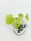 Anthurium Dark Phoenix Mint@BC Warehouse