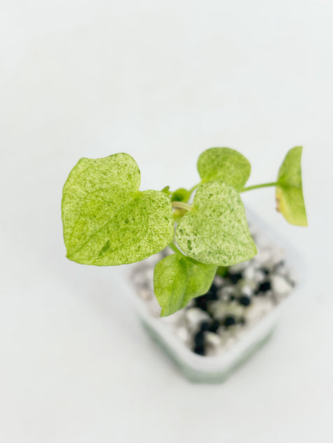 Anthurium Dark Phoenix Mint@BC Warehouse