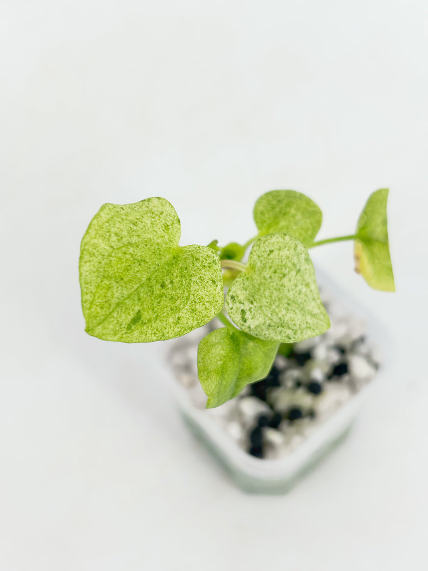 Anthurium Dark Phoenix Mint@BC Warehouse
