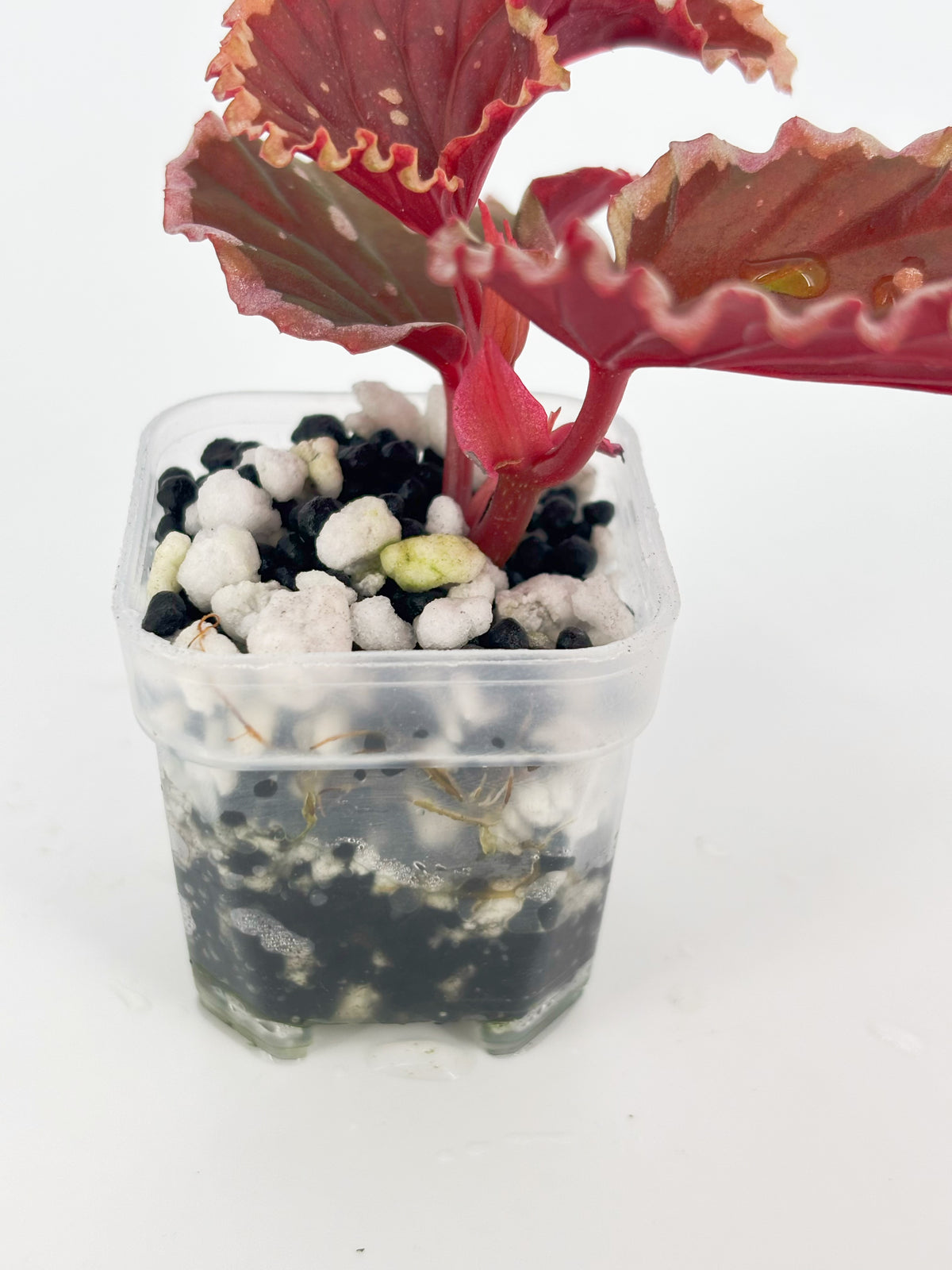 Begonia combo (Darth x Maloch & Pink Maculata) @BC Warehouse