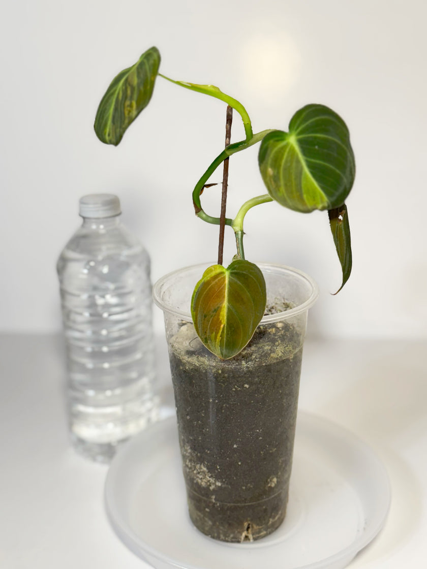 Philodendron Melanochrysum Variegated -B