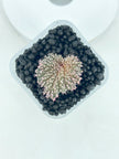 Begonia Pink Urchin@BC Warehouse