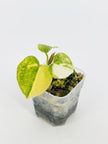 Variegated Anthurium (Crystallium x AOS) x (SKG Pink Lemonade x RC) @BC Warehouse