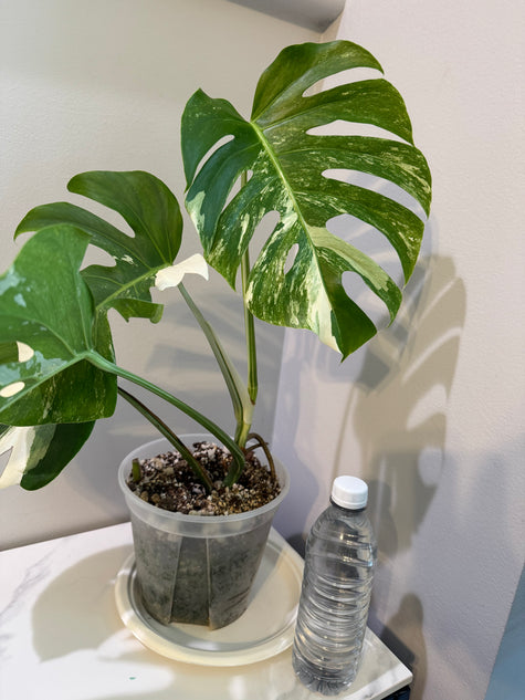Monstera Albo