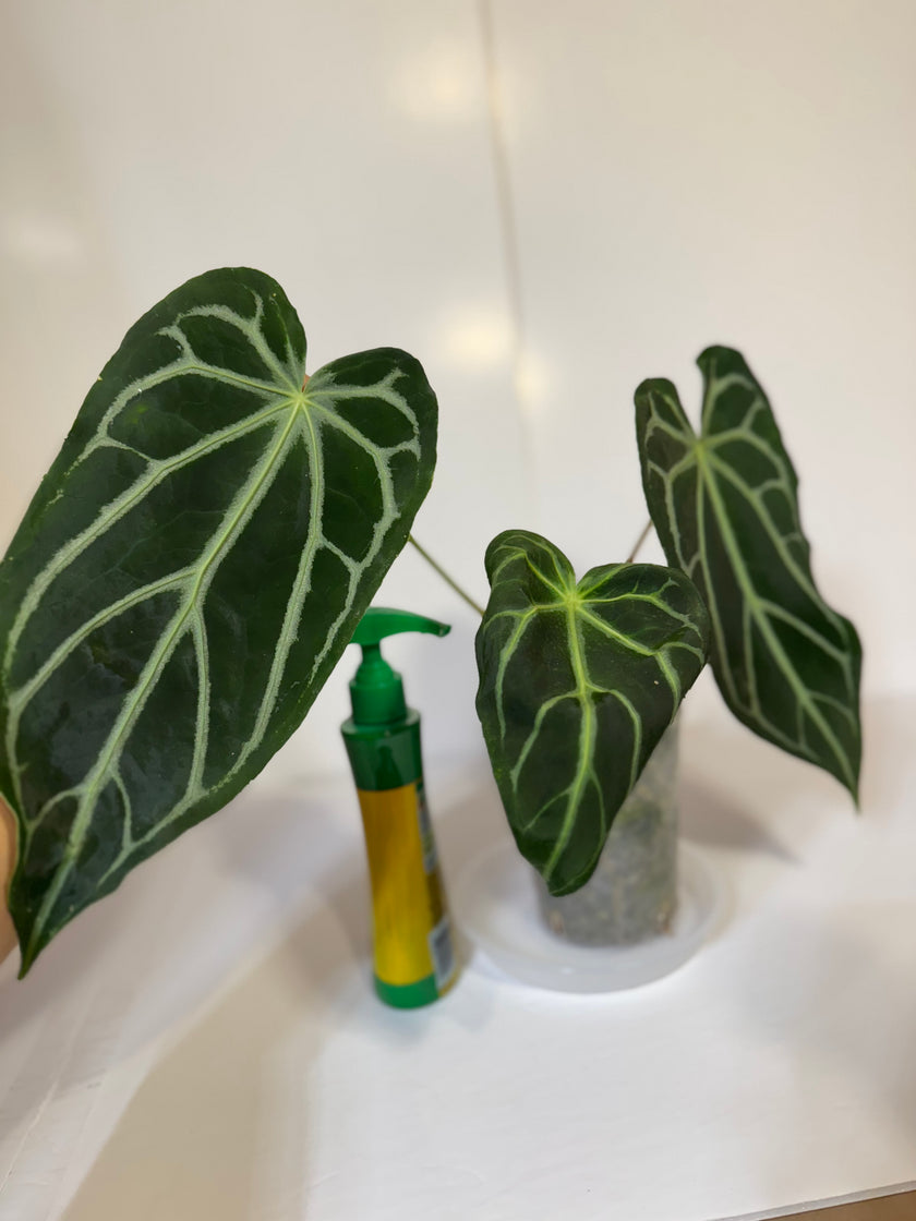 Anthurium Magnificum XL