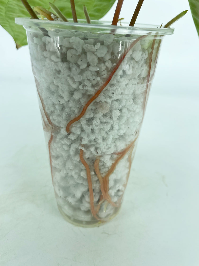 Anthurium Ace of Spades (Tezula dark form) x Warocqueanum