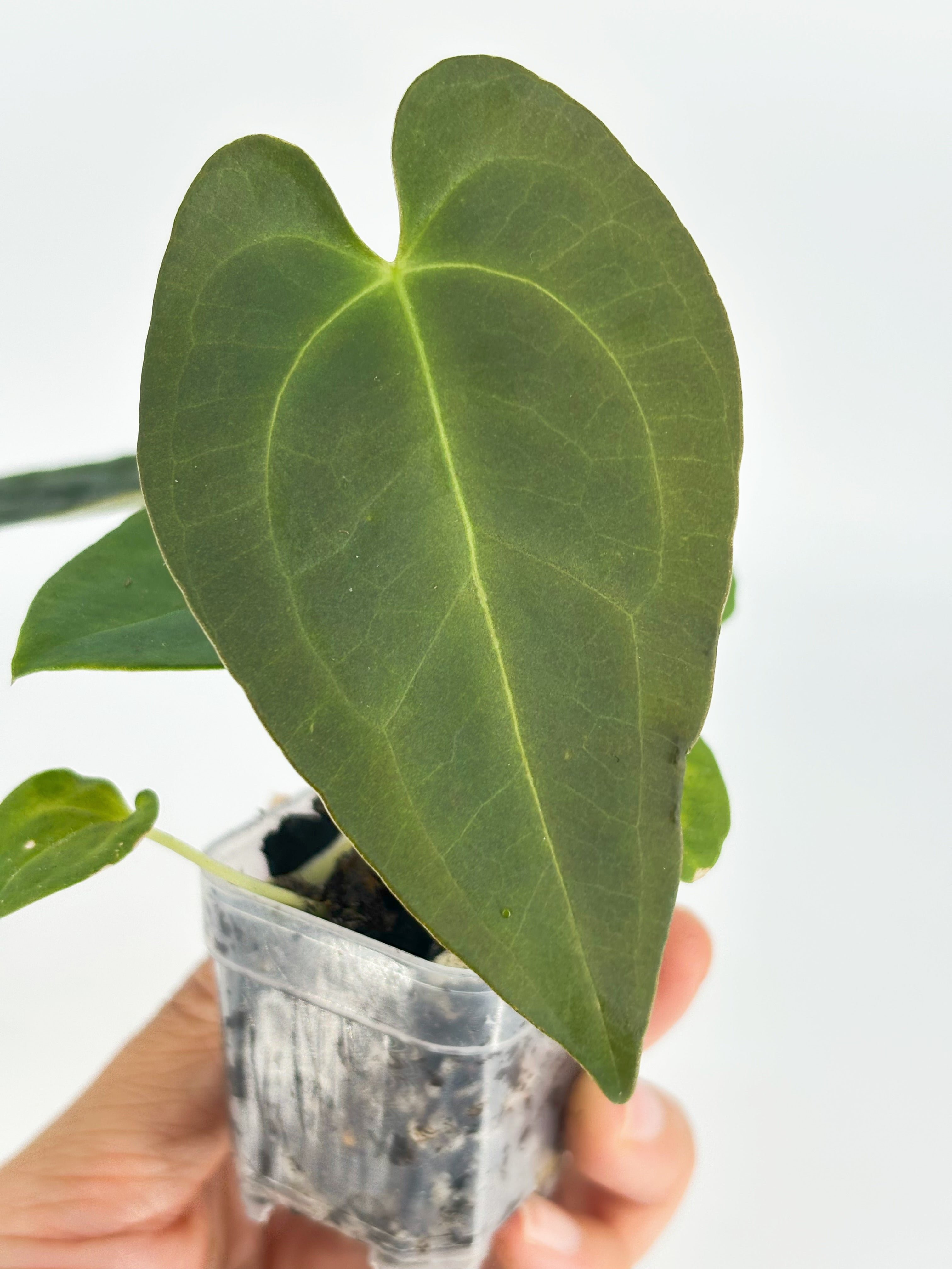 Anthurium Beginner Combo@BC Warehouse