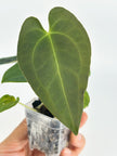 Anthurium Beginner Combo@BC Warehouse