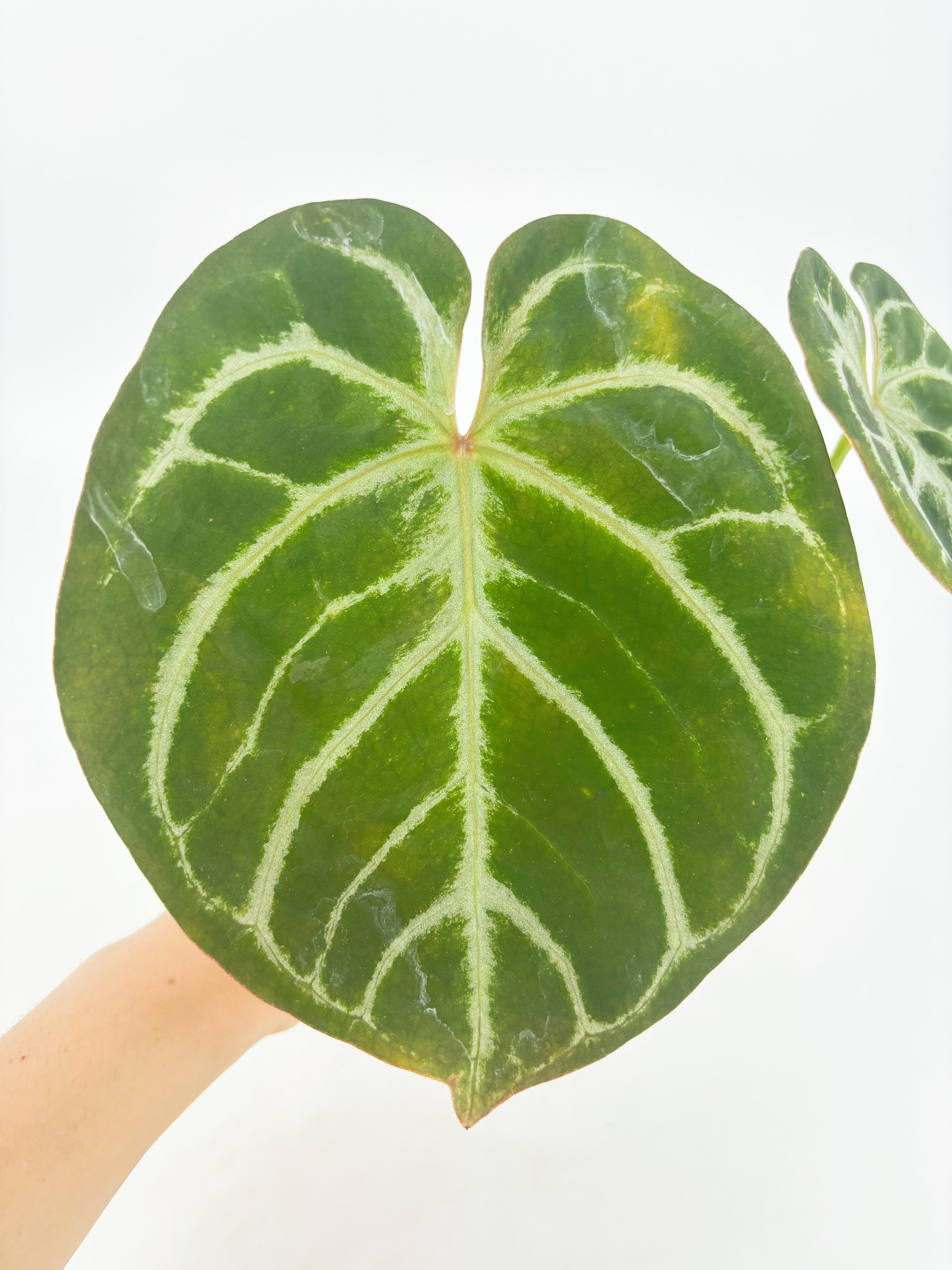 Anthurium HUxRC@BC Warehouse
