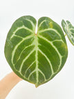 Anthurium HUxRC@BC Warehouse