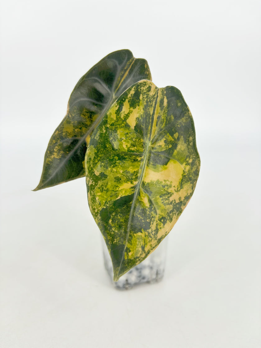 Alocasia Sedenii Aurea@BC Warehouse