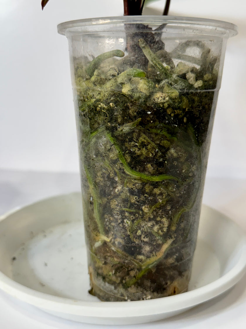 Anthurium Dark Crystallinum