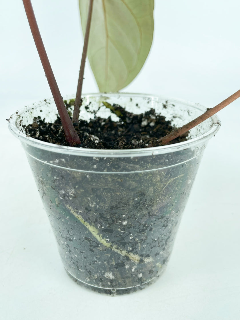 Anthurium Ace of Spades Self