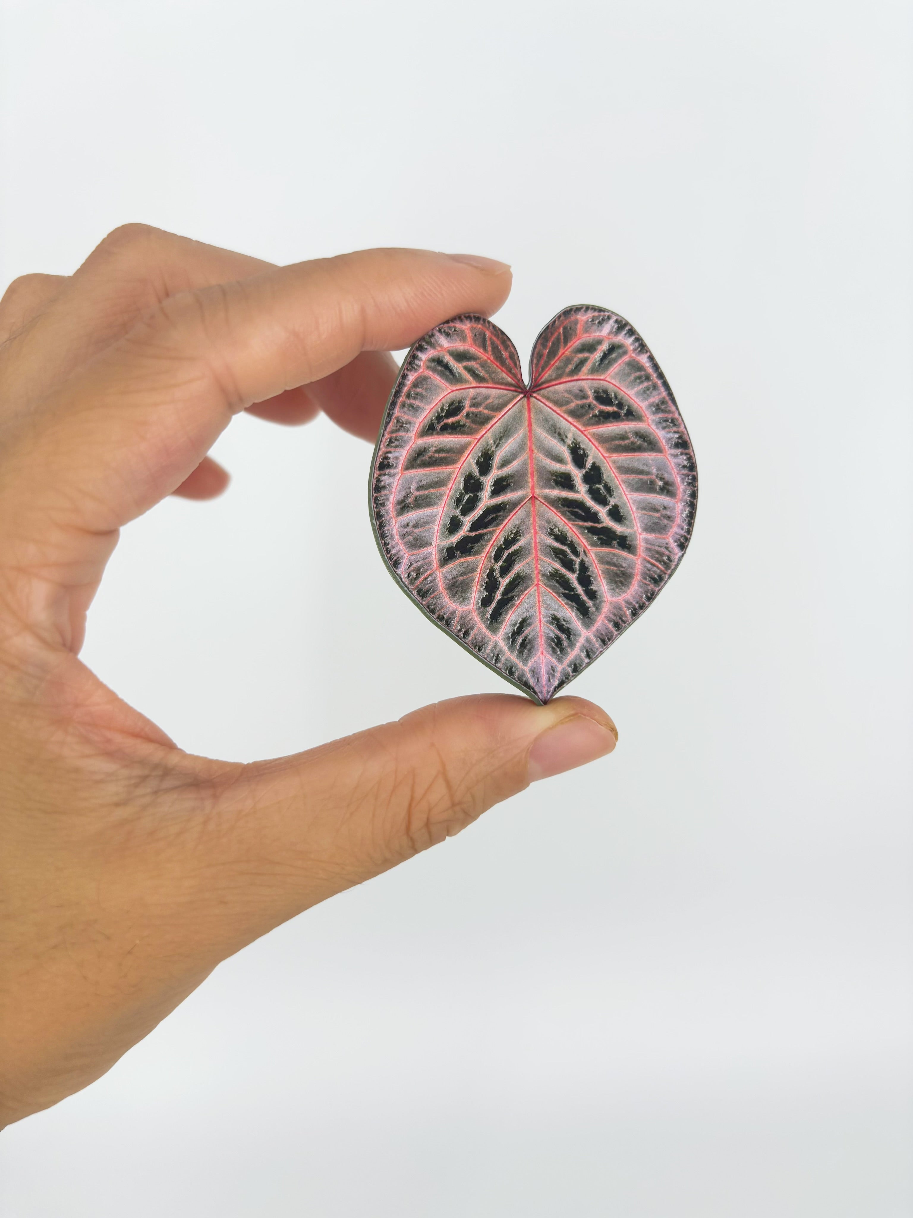 Tropical Leaf Magnet — Anthurium Series