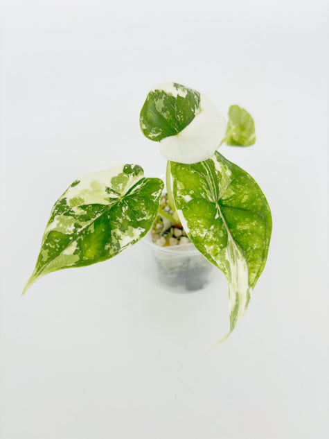 Alocasia Dragon Scale Albo@BC Warehouse