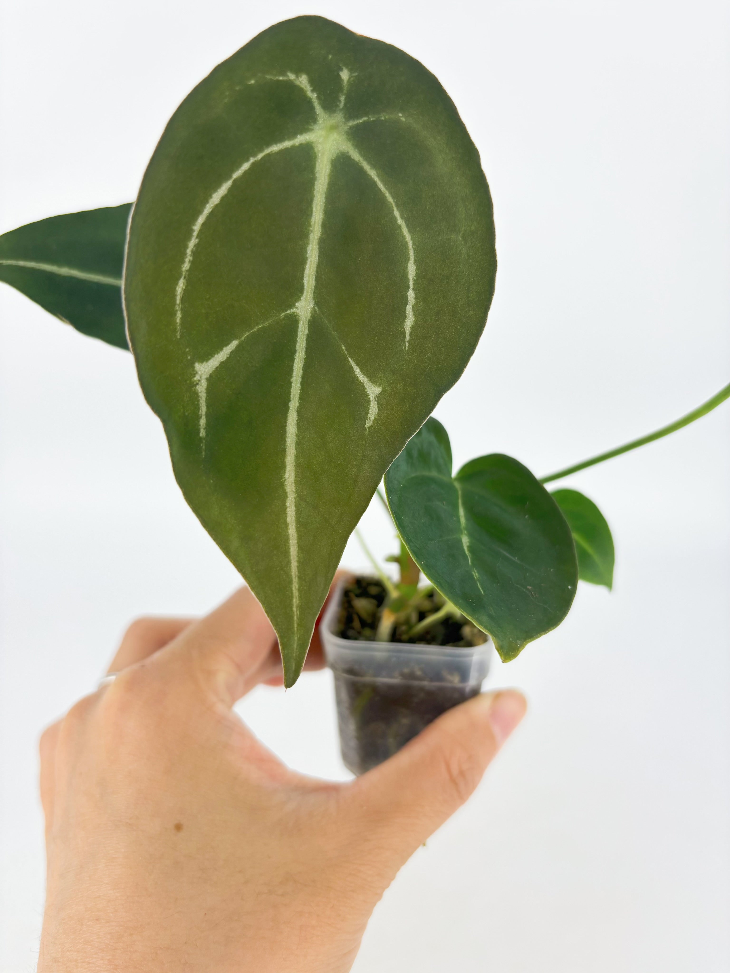 Anthurium Forgetii @BC Warehouse