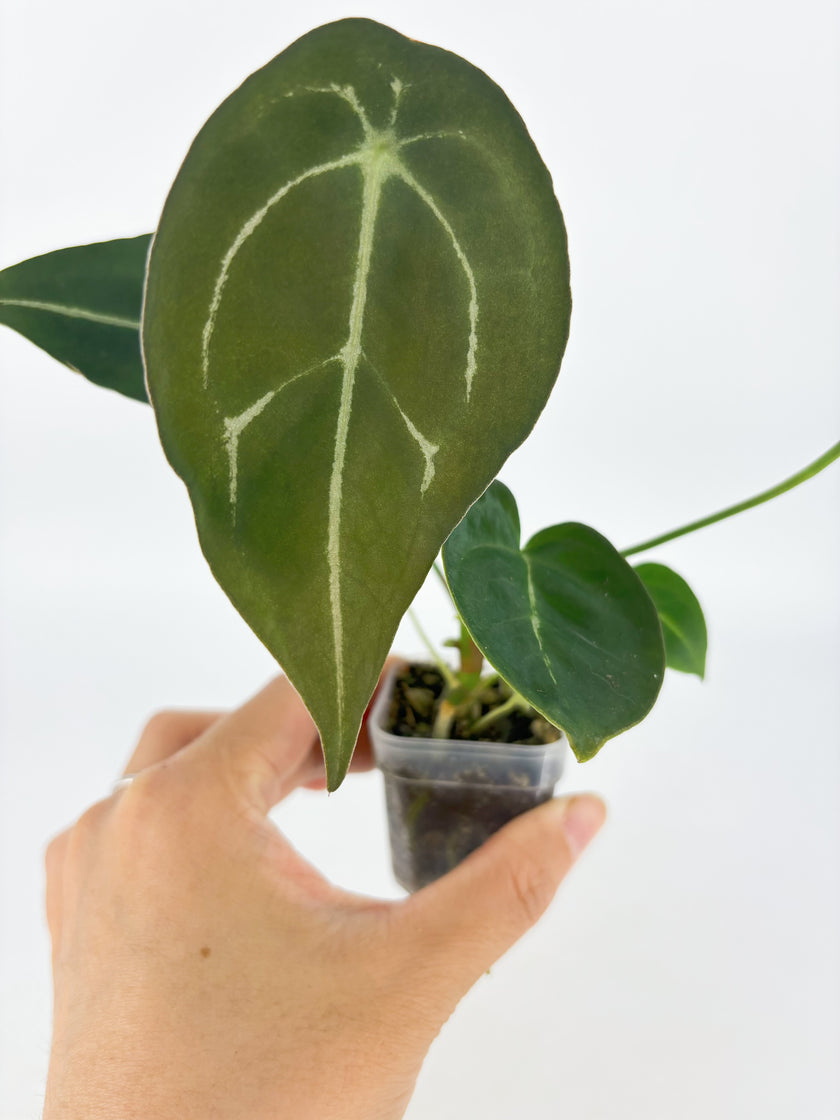 Anthurium Forgetii @BC Warehouse