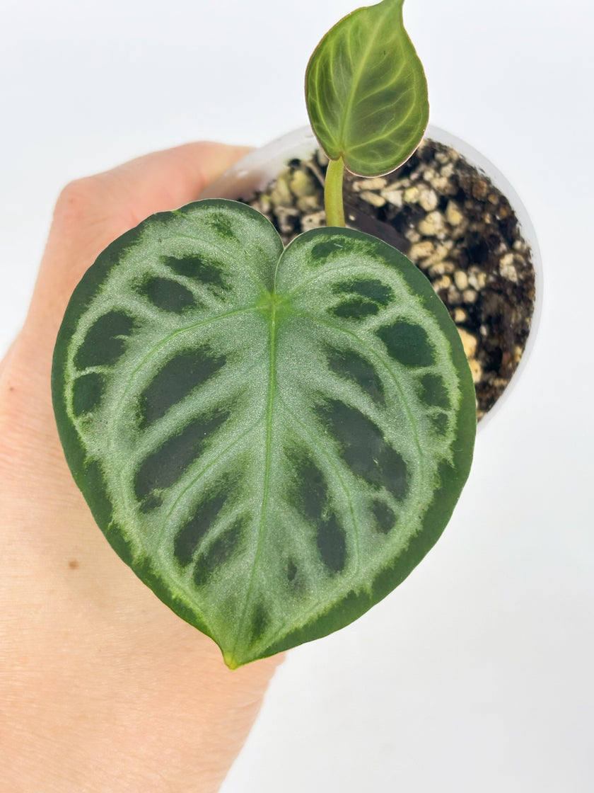Anthurium Combo (Dorayaki silver &Lux self） @BC Warehouse l