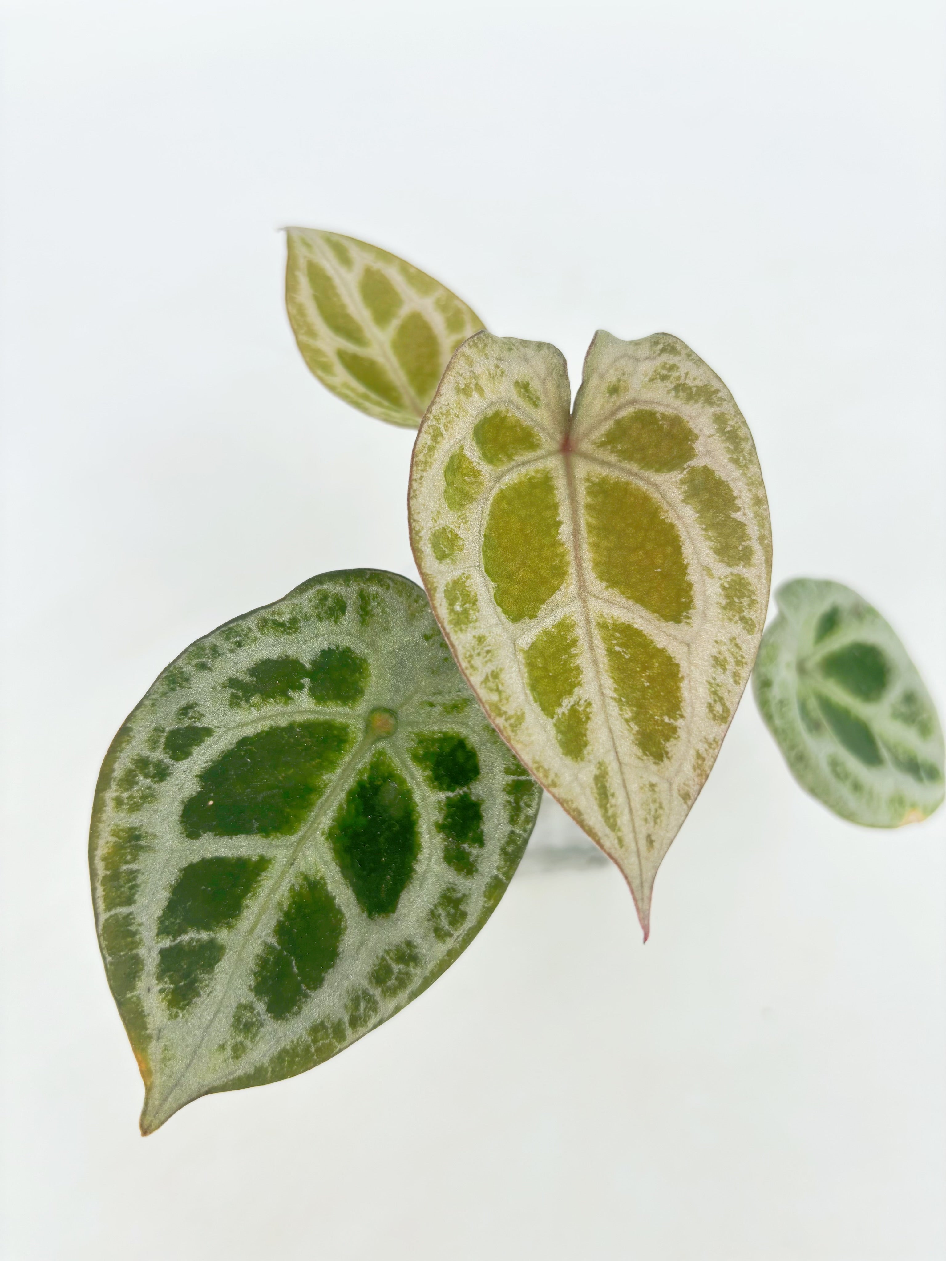 Anthurium Diamond Shield@BC Warehouse