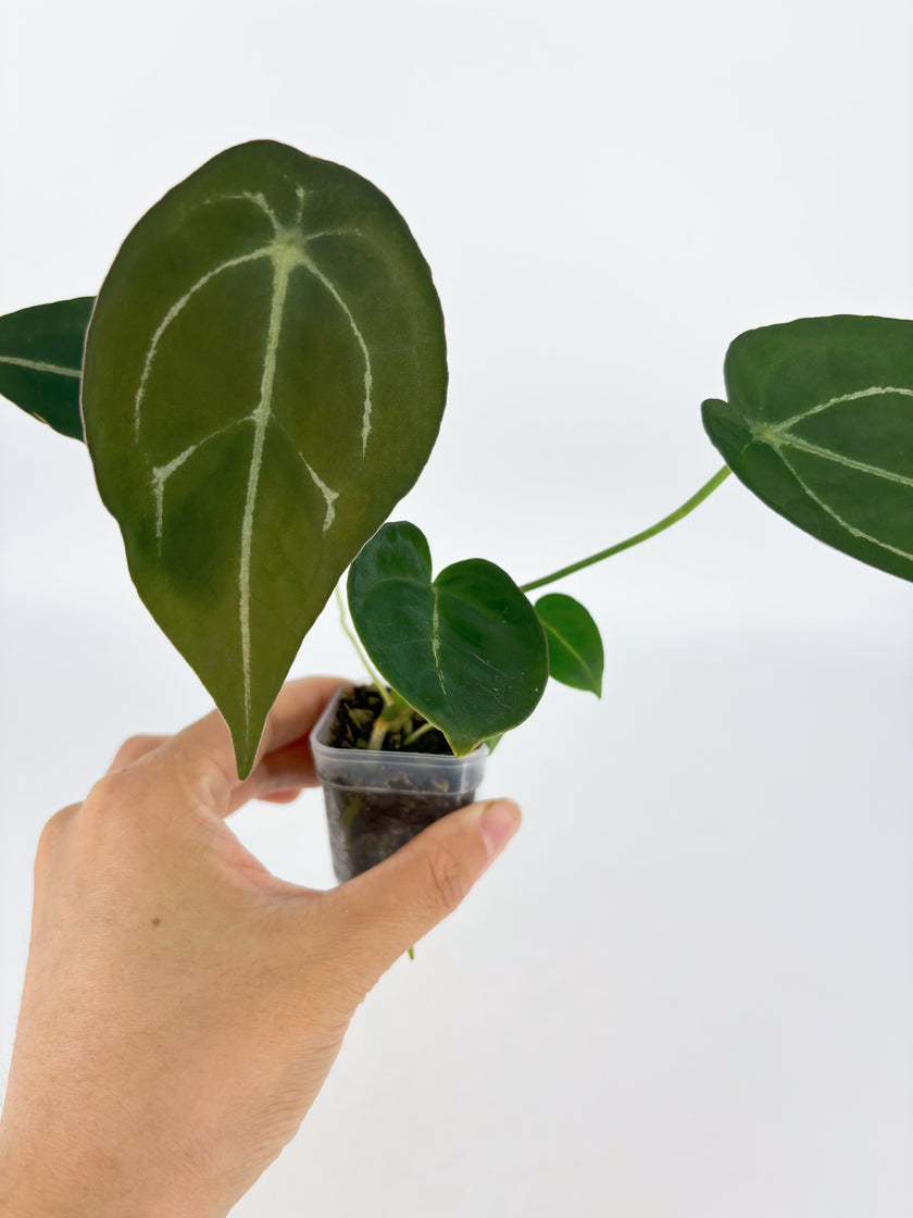 Anthurium Forgetii @BC Warehouse