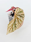 Begonia Pink Combo (Maculata Pink& Snow Cap Pink) @BC Warehouse *Shipping on hold during winter*