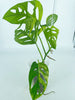 Monstera Adansonii Combo *Pick Up& Local Delivery Only*