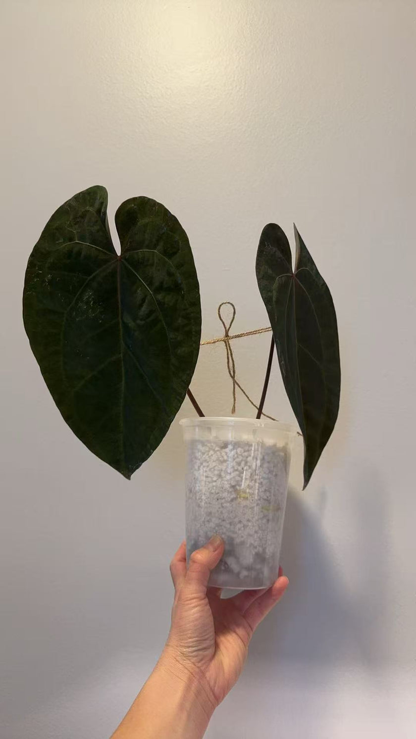 Anthurium Ace of Spades (Tezula dark form)