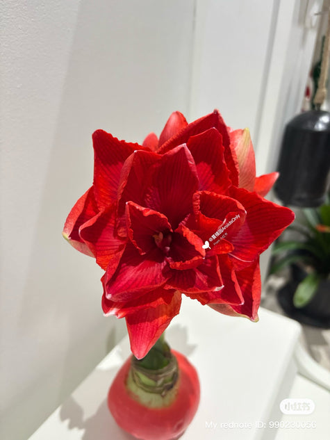 Planted Amaryllis Limited Edition