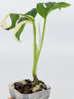 Monstera Combo (Adansonii Tricolor + Esqueleto)@BC Warehouse