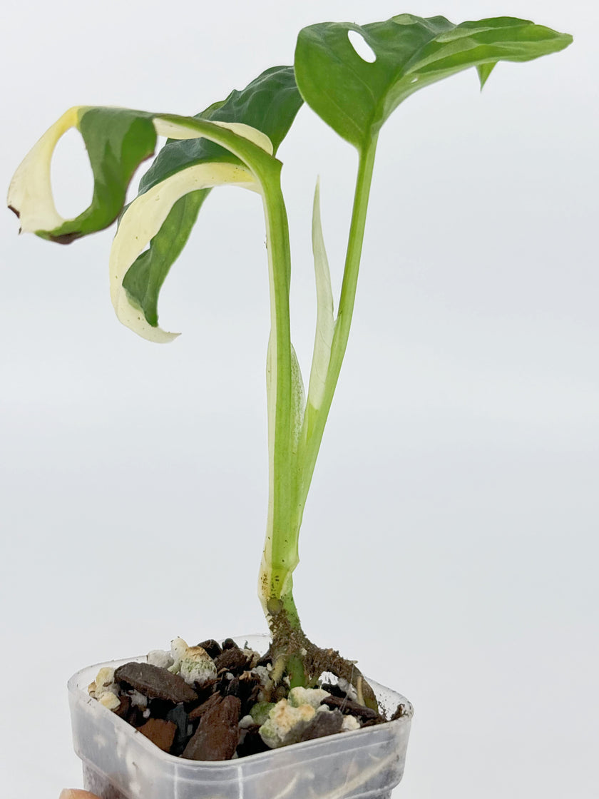 Monstera Combo (Adansonii Tricolor + Esqueleto)@BC Warehouse
