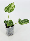 Anthurium Crystallinum Var@BC Warehouse