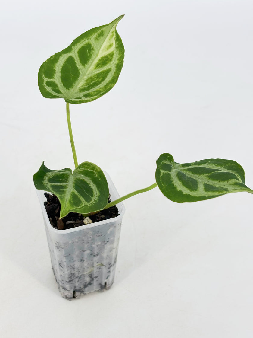 Anthurium Crystallinum Var@BC Warehouse