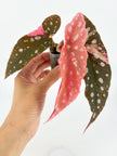 Begonia Pink Maculata @BC Warehouse