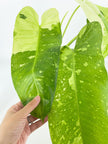 Philodendron Jose Buno XL *Pick up& Local Delivery Only*