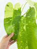 Philodendron Jose Buno XL *Pick up& Local Delivery Only*