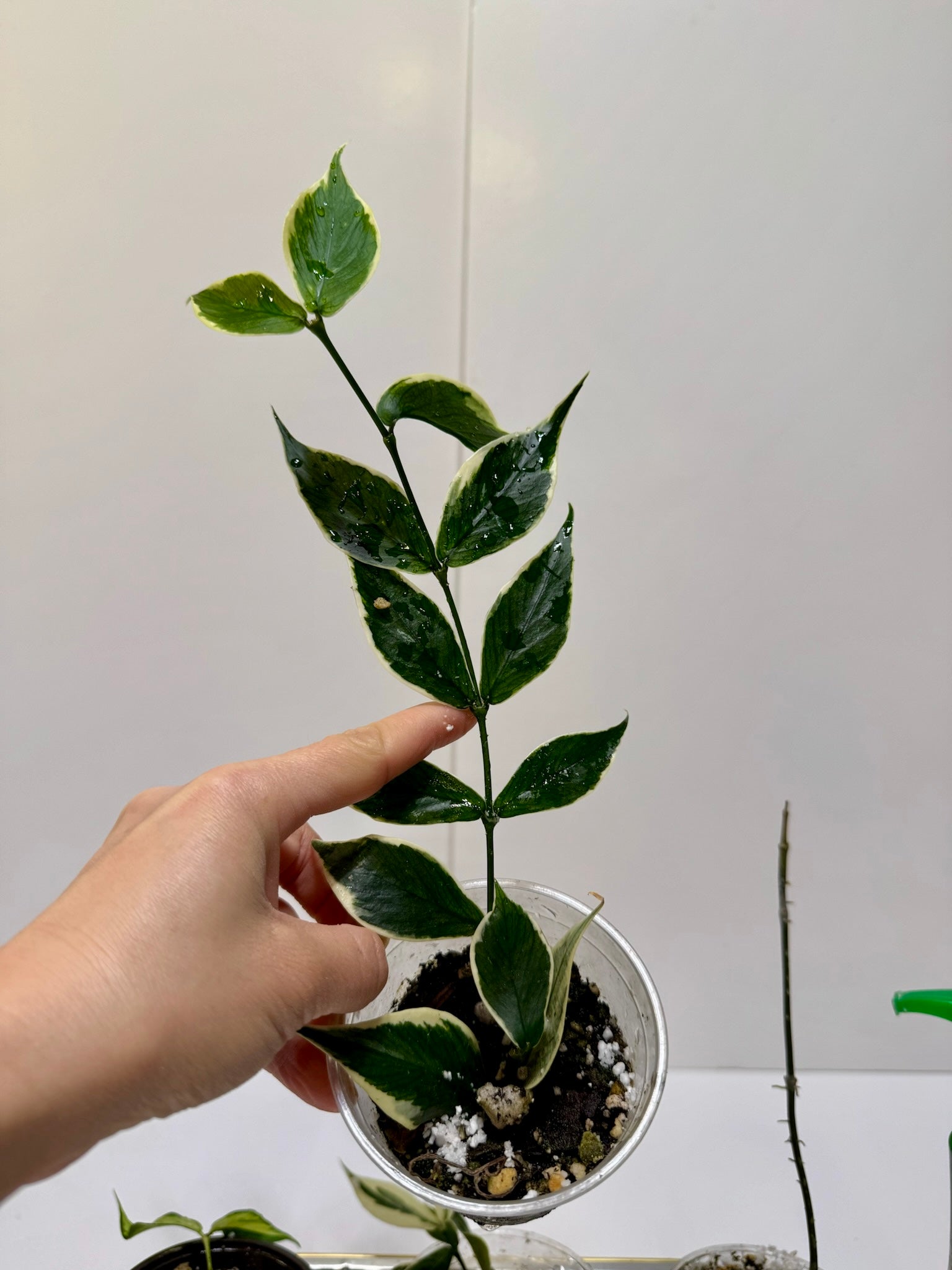Hoya polyneura variegated fishtail hoya