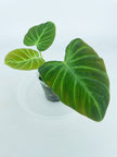 Philodendron Amazon Sunset