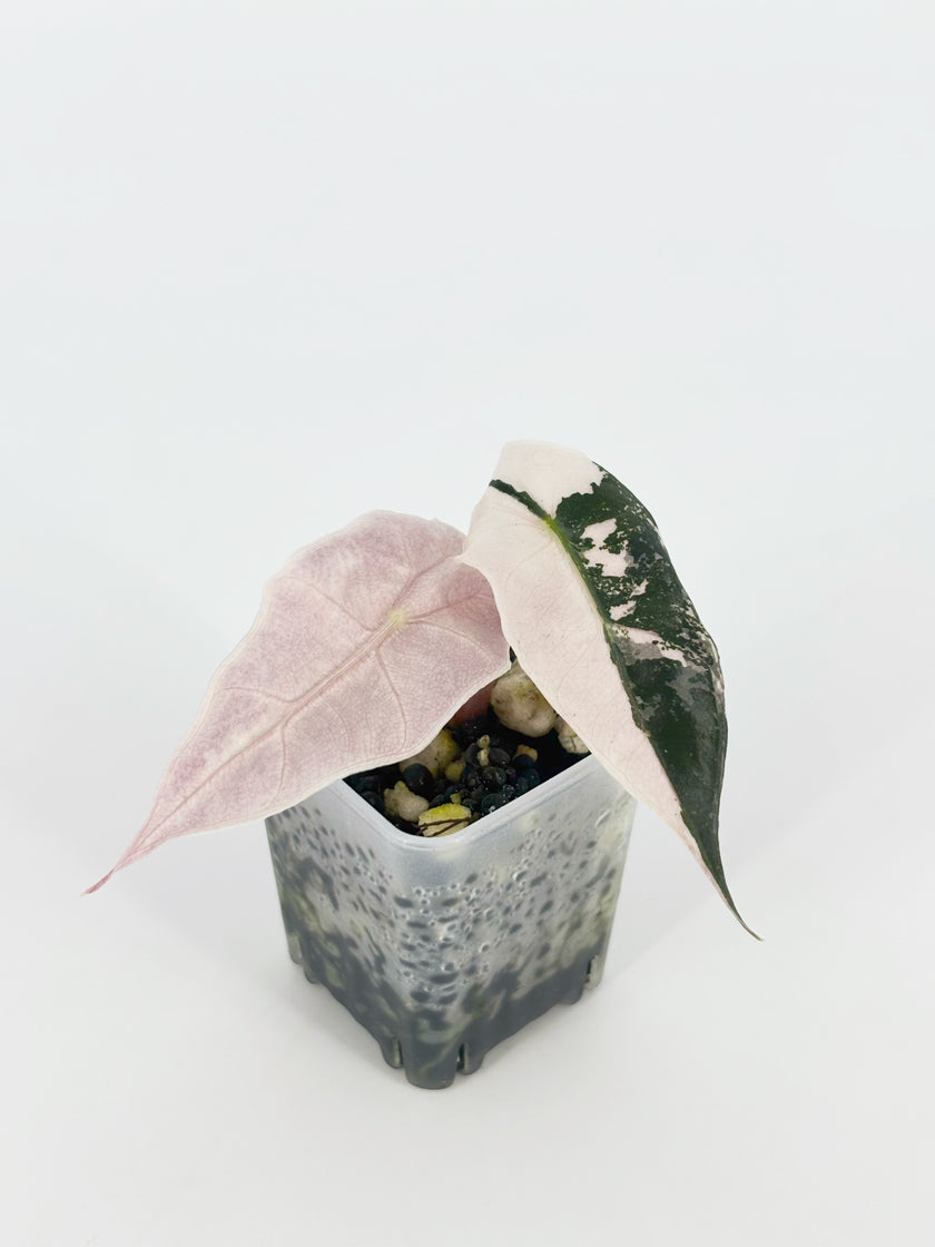Alocasia Pink Combo@BC Warehouse