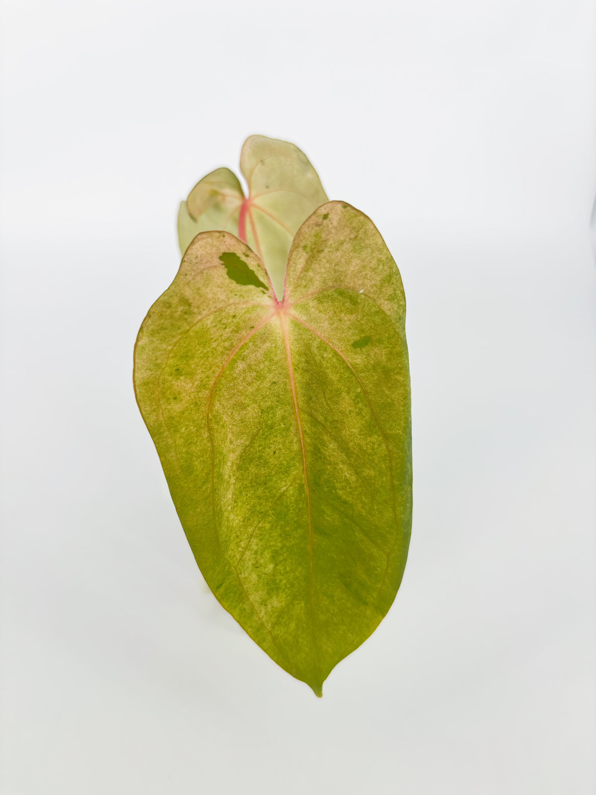 Anthurium Dark Phoenix × Goliath Var @BC Warehouse