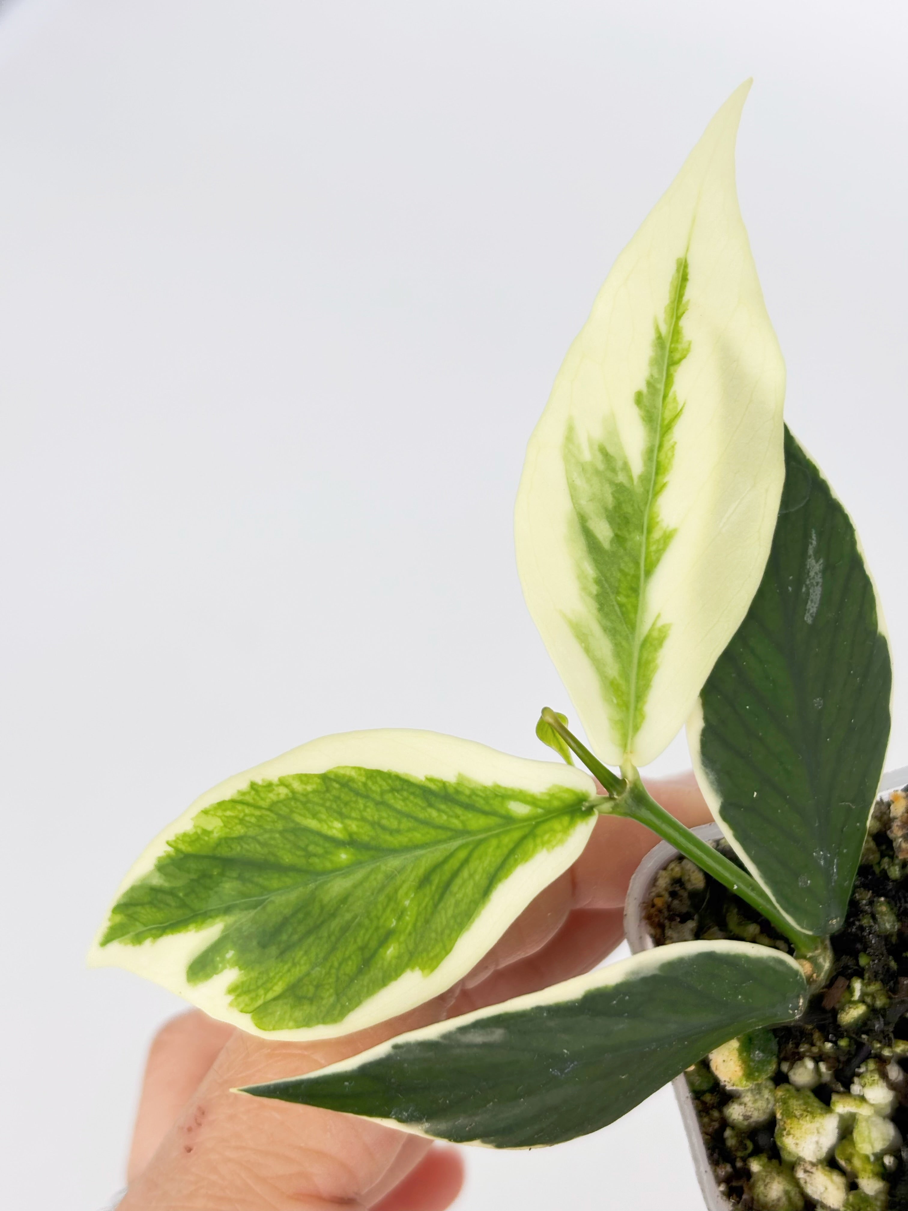 Hoya Combo (Silver Dollar & Polyneura outer variegated)