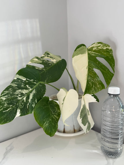 Monstera Albo -Japanese