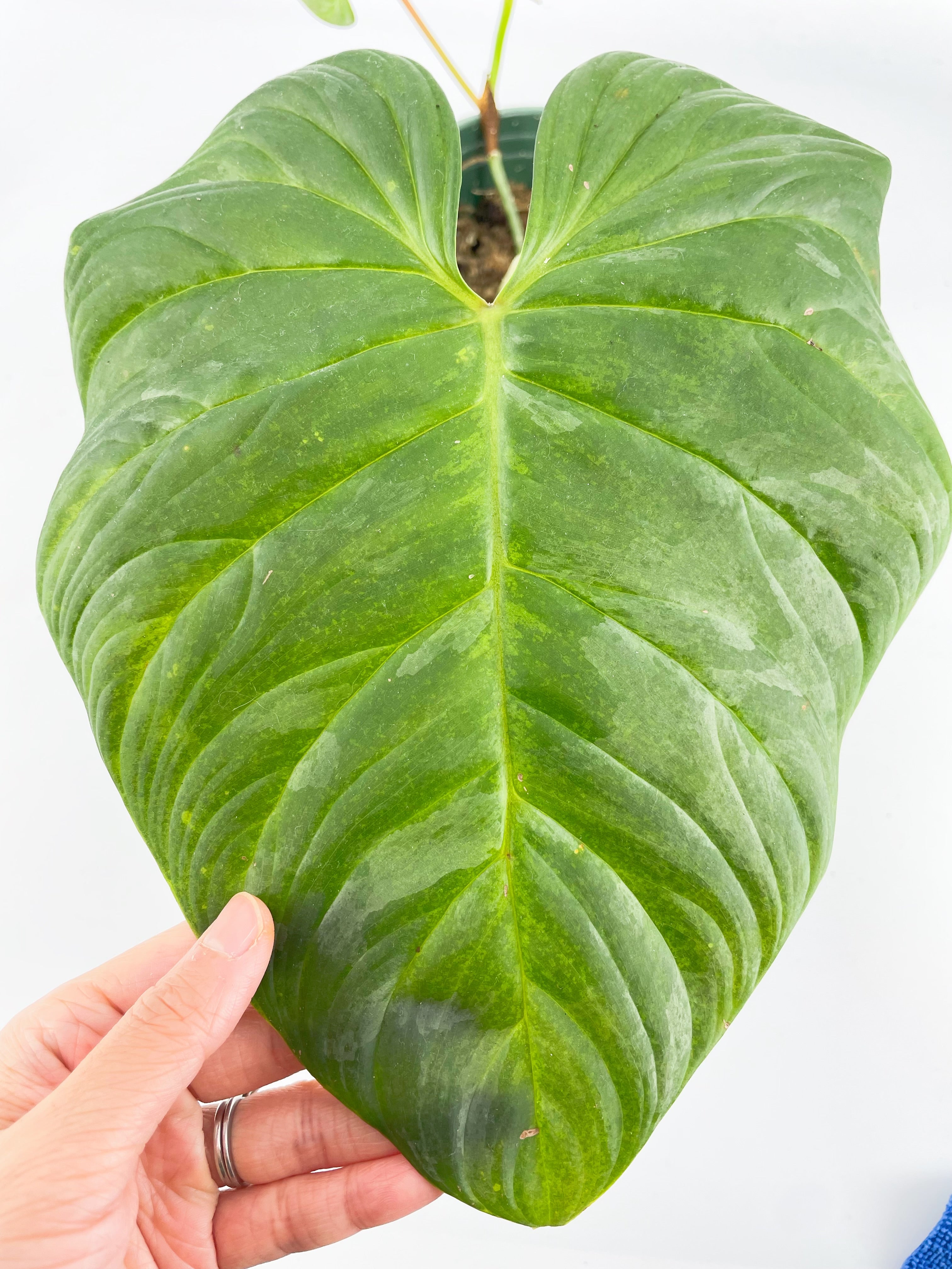 Philodendron Majestic