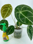 Anthurium Forgetii Dark Form XL *Pick up & Local Delivery Only*